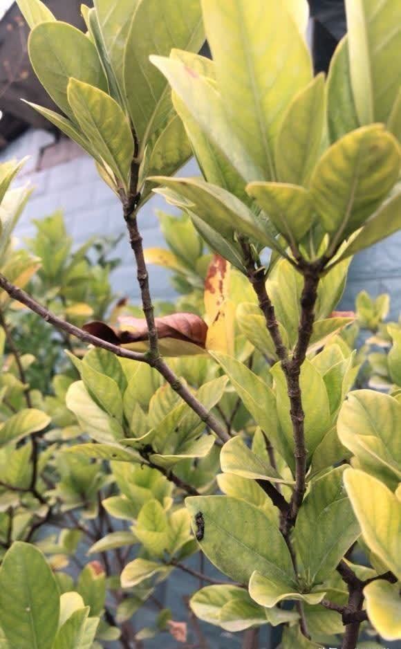 院子里养花,花土过硬,教你改良花土,养花,种菜效果更好