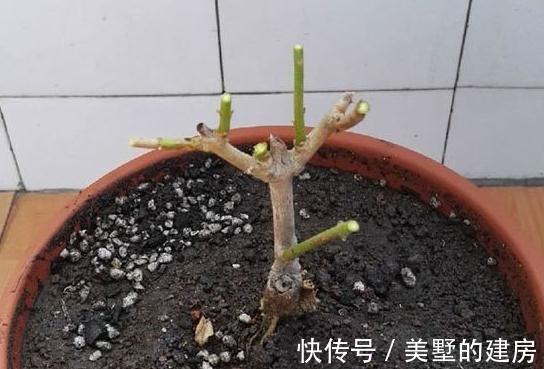 想让茉莉养得好,看完这些就够了