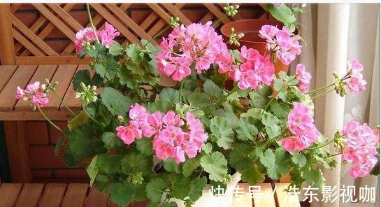 天竺葵|君子兰、长寿花、蟹爪兰总不开花，可能盆里缺点它，加一点就开花