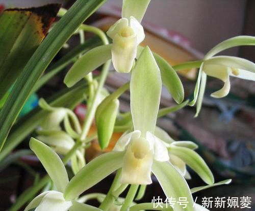 冬不湿|要想兰花养得好,这5步少不了,根正苗红就是这么养出来的