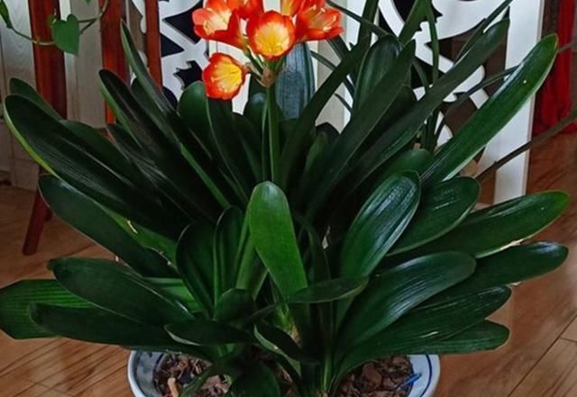 夏季的君子兰,记住几点,叶子整齐油绿纹路清晰,花期开花艳