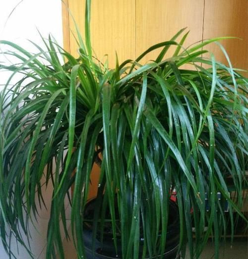  营养|吊兰，是喜阴还是喜光，很多人都弄反了，难怪养不好