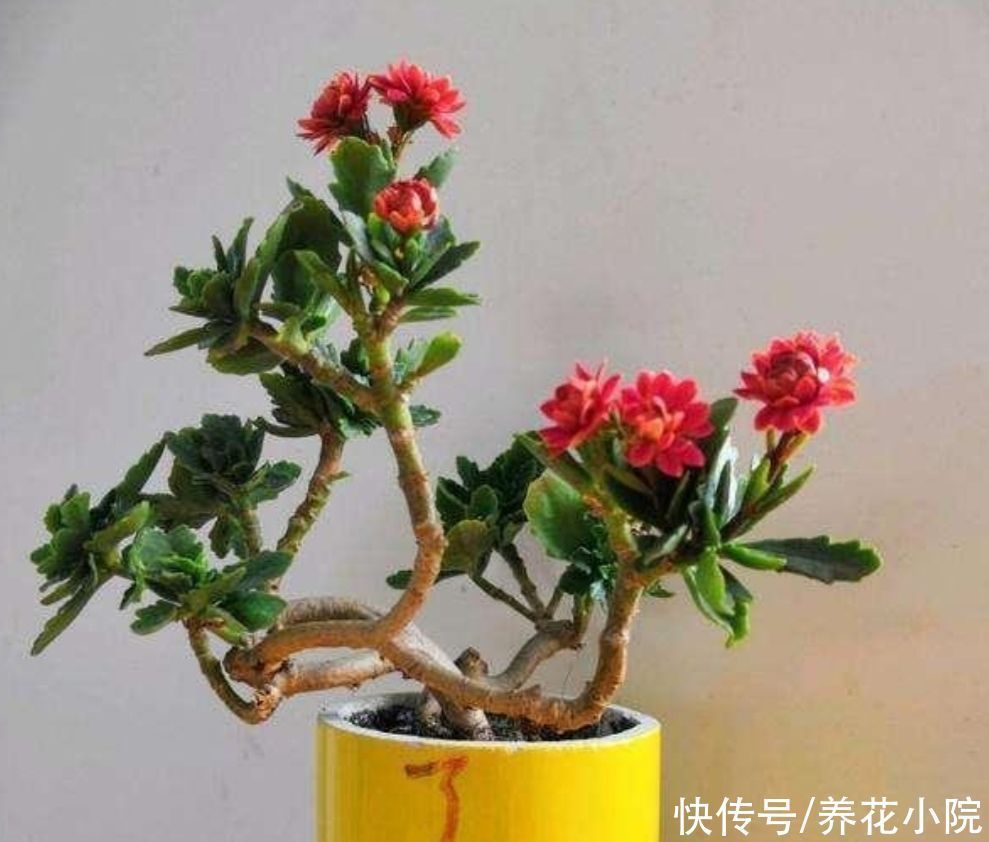 养花|家里的长寿花,用1种方法,让它尽快长成老桩,开花多又美