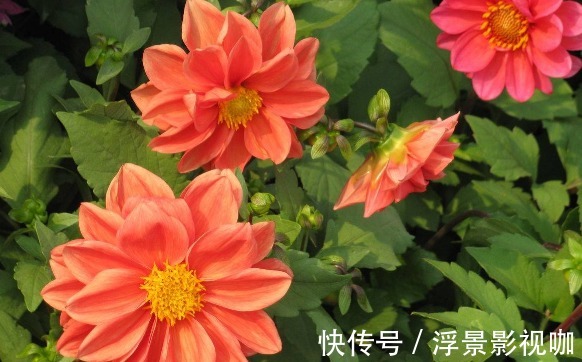 花色|喜欢养菊，不如养一盆“小丽菊”，花色艳丽，植株低矮室内盆栽养
