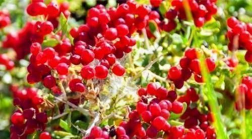 女性|一直被叫“黄脸婆”，女性多吃3种食物，窈窕淑女君子逑