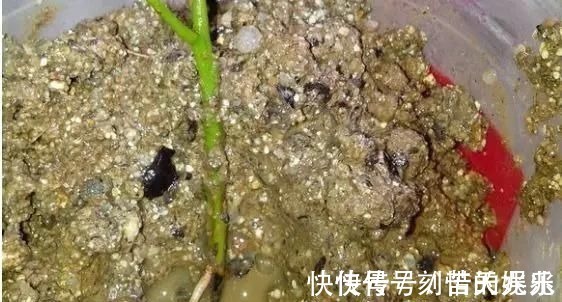 养花爱好者看过来这15种花现在“扦插”,生根快,一个周就长芽