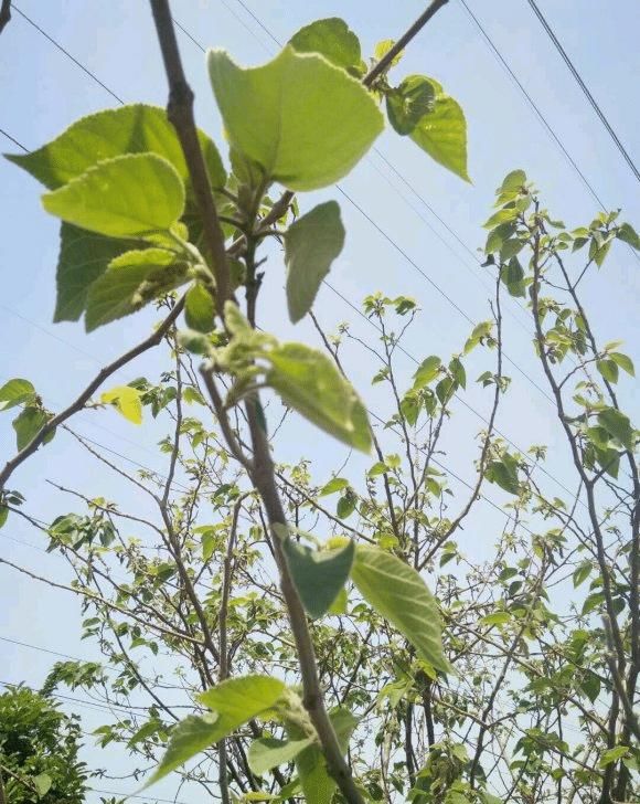  叶子|构树全身都是宝，花穗和果子都能吃，叶子还能洗碗早看早知道