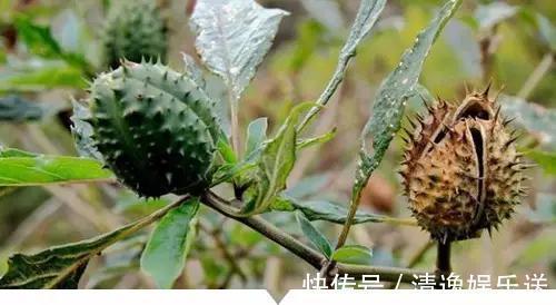 小时候常见却叫不出名字的植物,太全了