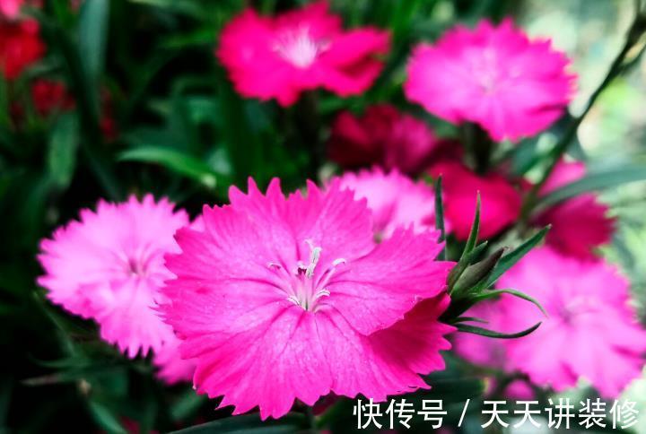 院子|名字巨土但超牛掰的花草,有院子不种可惜了