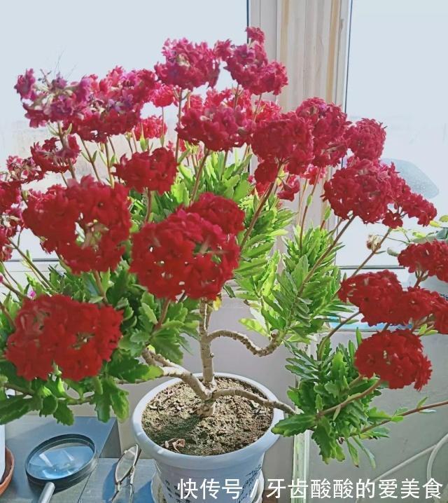 老桩|五种“大老桩”却要小盆养,用对盆,少管多晒更利于生长