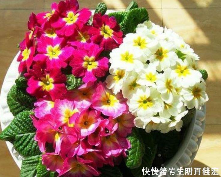 金钟|人养花，花也养人，家养4种花，比牡丹好看，比吊兰好养