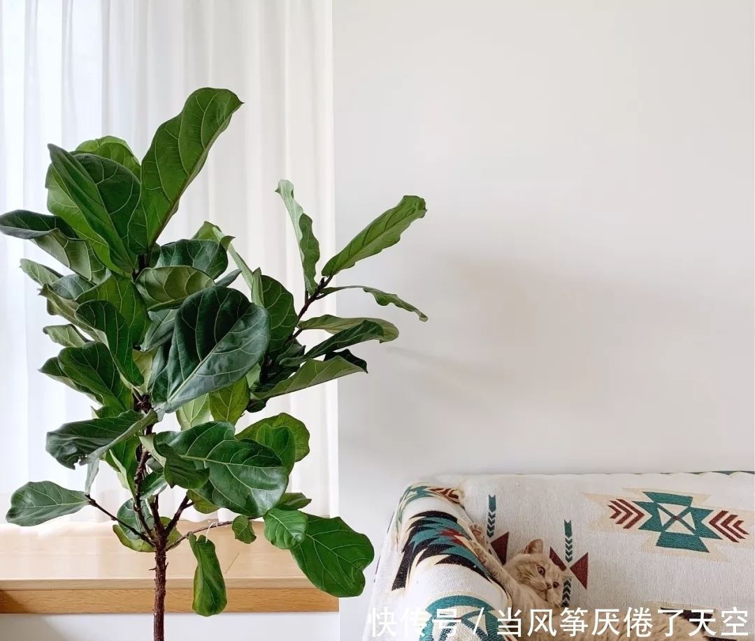 室内办公桌上常养的5种花,耐阴耐旱适合懒人,还能缓解疲劳