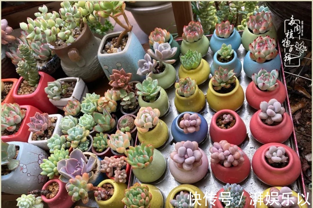 遇见即美,花事未荼蘼!种一桌子多肉,看花开花落!