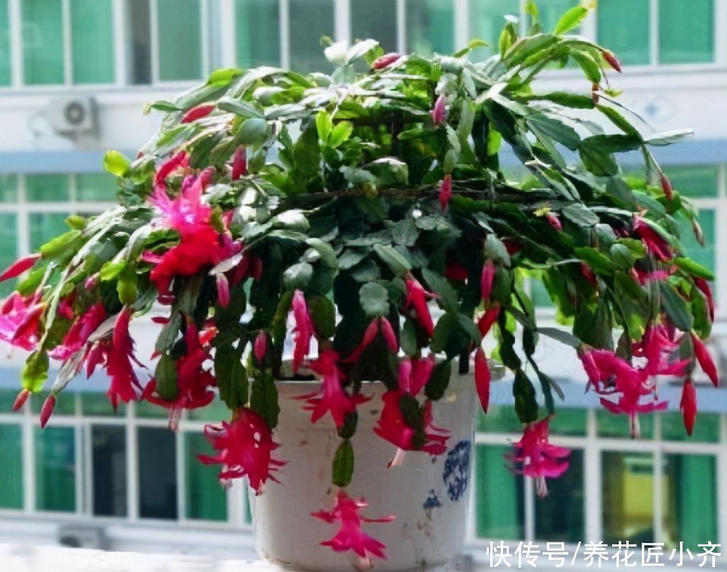 精细是养好蟹爪兰的最好姿态，坚持做好4点，叶子肥厚，不再烂根