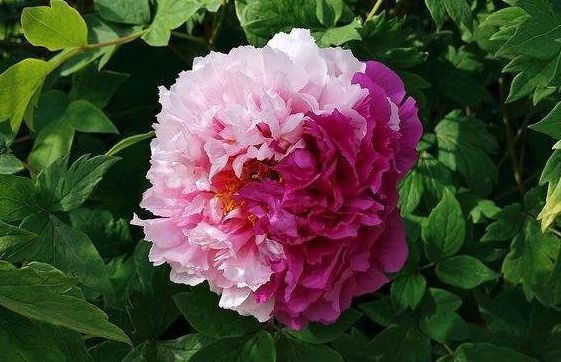 新手养花,不如养盆花中精品“二乔”,花大色艳,耐寒耐旱