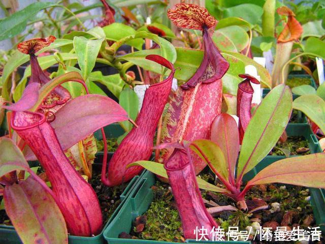 窗台|蚊子害怕这“5种花”,夏天养1盆,蚊虫躲的远,安心睡觉