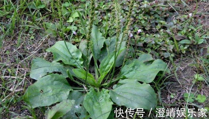 尿床草|农村一种“救命草”,食用价值很高,不仅能吃还能泡茶