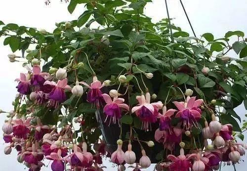 发黄|5种“漂亮花”,一到夏天就蔫了,不是死翘翘,到了秋天会复活