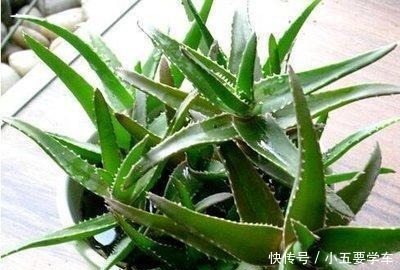 卧室最适合养这3种花,吸废气睡觉好,叶子油亮颜值高!