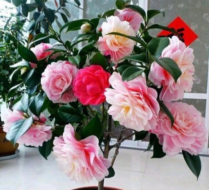 4种花,请记住,在室外给它冻一冻,才能开花旺,更漂亮!