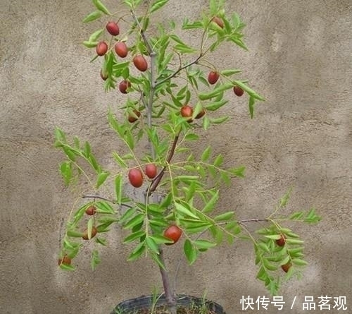 院子里不要乱种树,这6种树不仅能添福旺宅,还能招财纳福