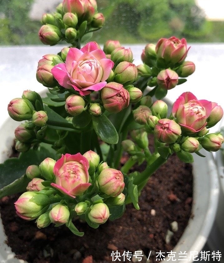 旺盛|夏天养长寿花,有“2步”很重要,轻松度夏,秋冬更旺盛