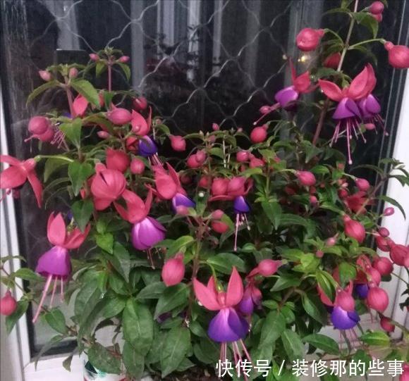 玛格丽特|8种漂亮花,夏天“少浇水”,浇一盆烂一盆,后悔也晚了