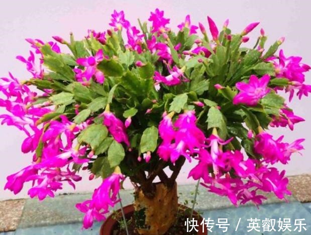 养花如何提升植物的抵抗力,减少病虫害用这2款调味品!