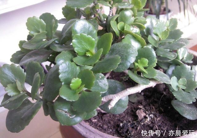 迎刃而解|长寿花不长花苞,那就用这招,问题迎刃而解