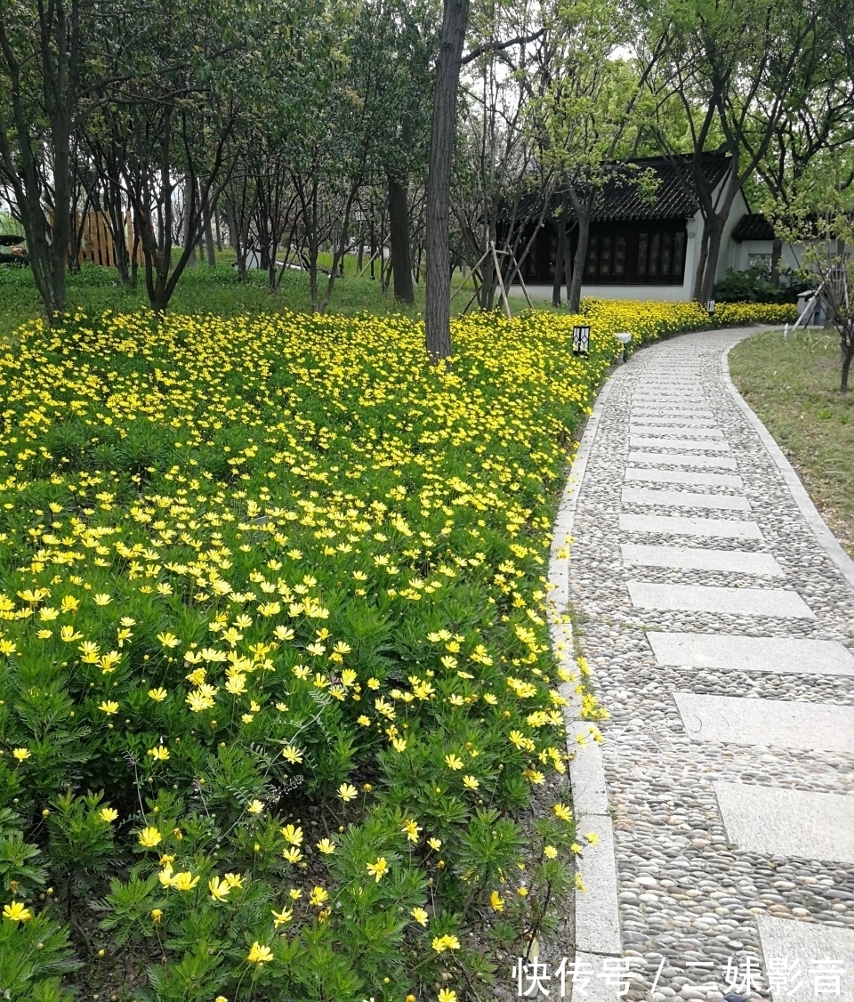 假山石|站在枫桥景区江村桥边凝望着千年古刹，旁边的一枝园闭门谢客