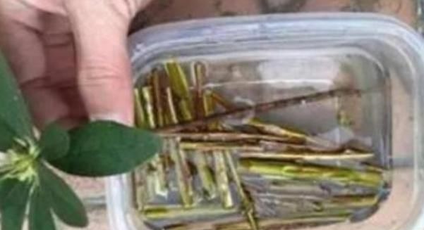 家家都有的5种“生根水”,不花1分钱,没想到泡泡就能长出大白根