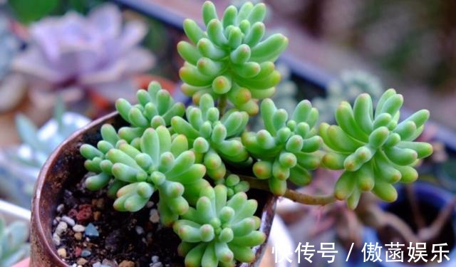 养花难不如盆栽多肉乙女心,既好看又好养,学会扦插法秒变多株