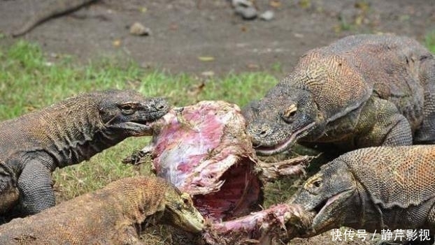 科莫多巨蜥吃人吗?