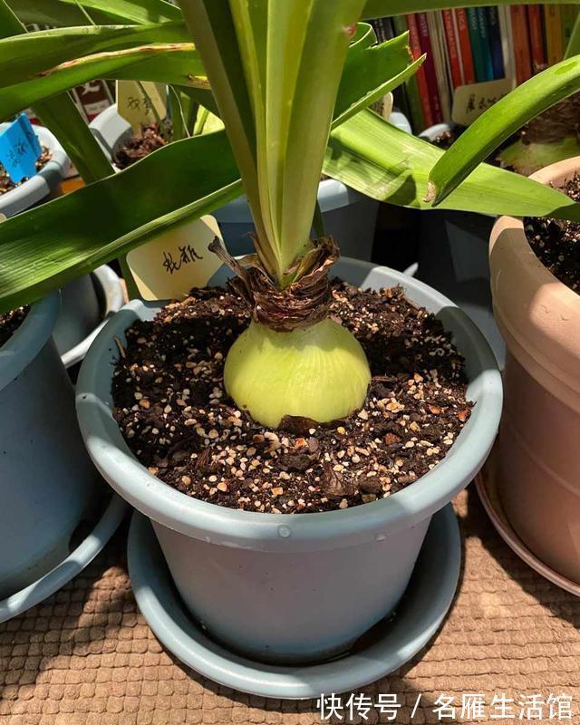 朱顶红|秋天的朱顶红，要做好一件事，球根饱满健壮，开出漂亮大花团