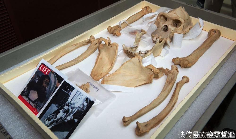宇航员 60年前 美国第一名宇航员进行太空飞行 猩猩“哈姆”写入航天史