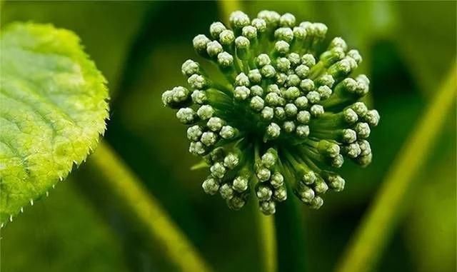 张仲景留下4味草药,悄悄试试,阳气越攒越多