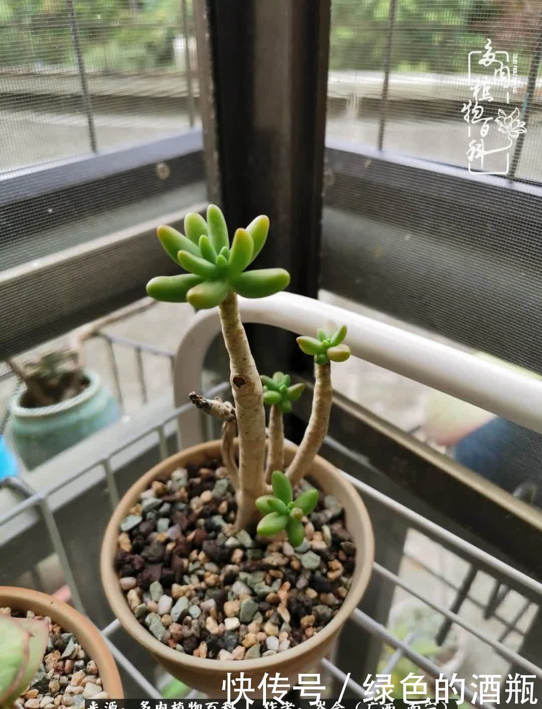 无关利益，不计得失，多肉给了我不一样的感受温暖的方式