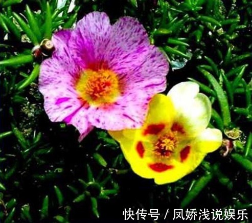 这“3种”花爱开花，阳台养几盆，开成小花海，邻居看了羡慕不已