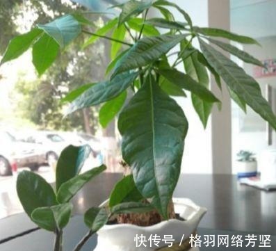 黄叶|绿萝又黄叶了, 这样一处理, 又是绿油油的一盆!