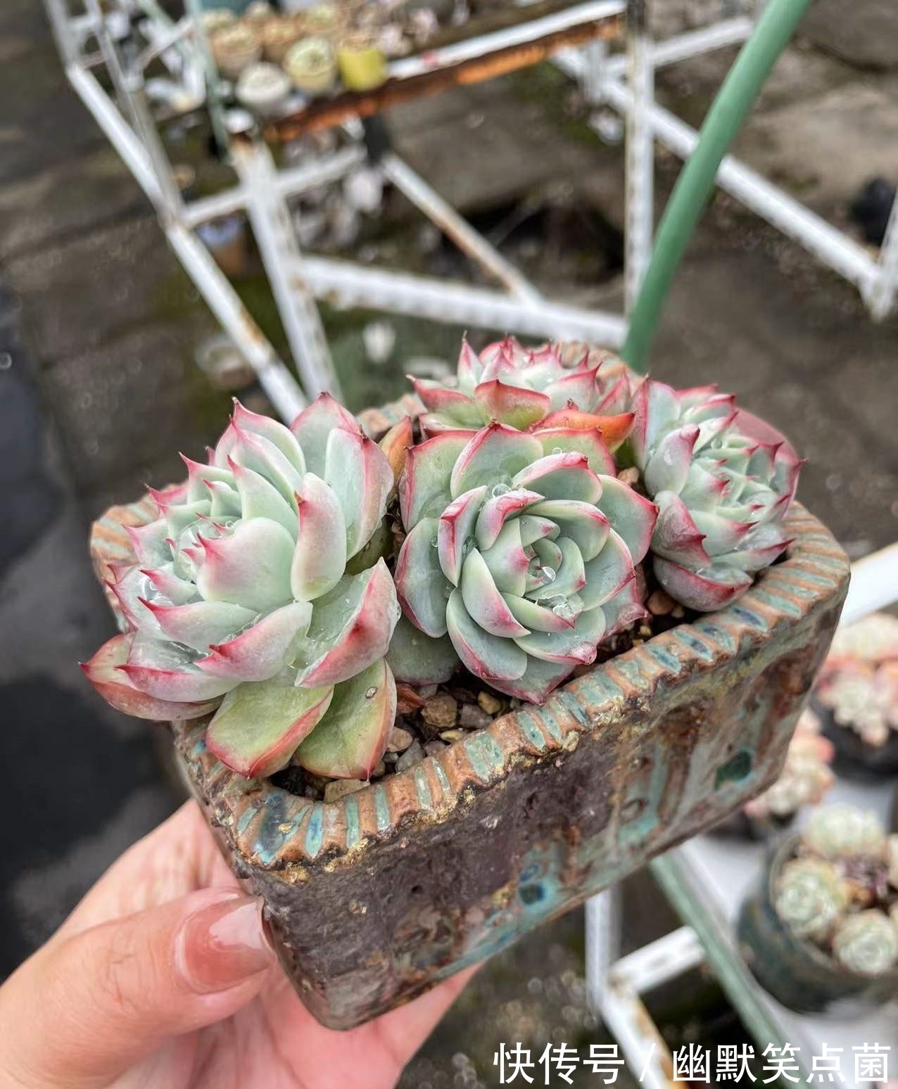 沐寒揽风，看几盆红绿肥瘦，等一春灿烂盛景