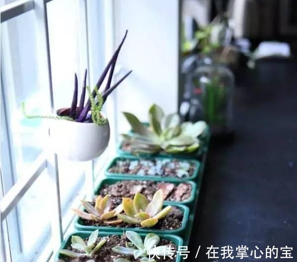 花友|刚买的多肉植物怎么养才不会死, 老花友给新手的8个建议