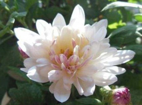 喜欢菊花，不如养盆“菊中奇品”汴梁腾云，似金光灿灿，鲜艳烂漫