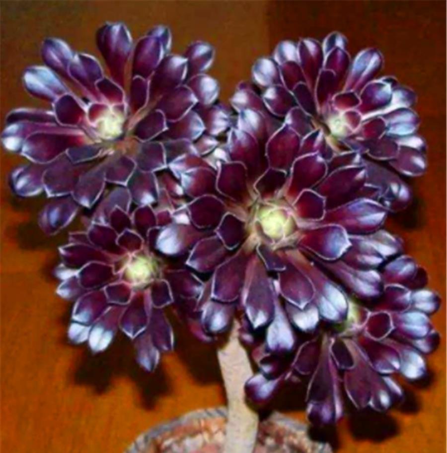 修剪|养了3年的多肉法师，狠心做了3件事，反而快速爆出一圈头