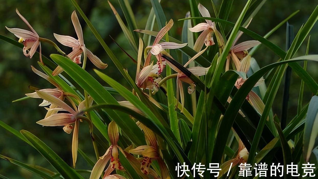 种兰花不做这3个步骤，养上3年还是白搭，赶紧改变，春节看花