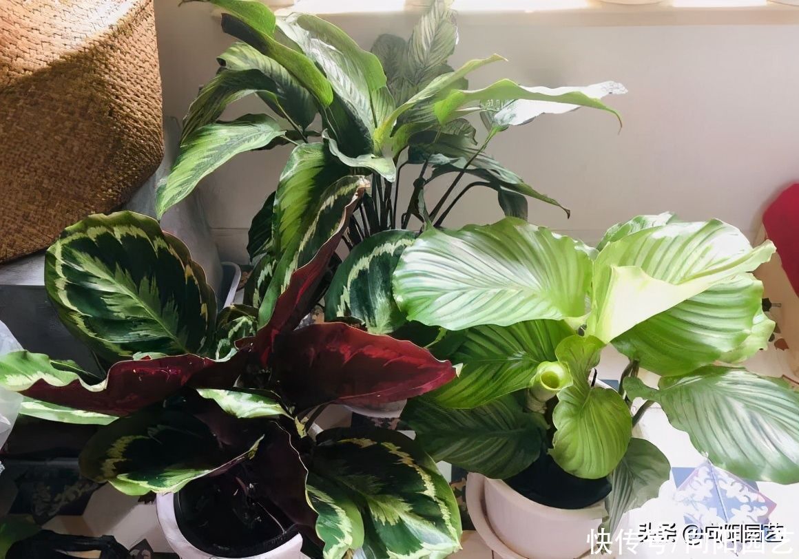 客厅没有太阳光，适合养这些植物，浇浇水，叶子就能四季常绿