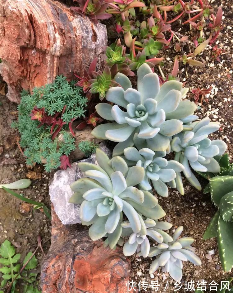 刚买来的多肉太瘦,告诉你这样栽变胖一倍