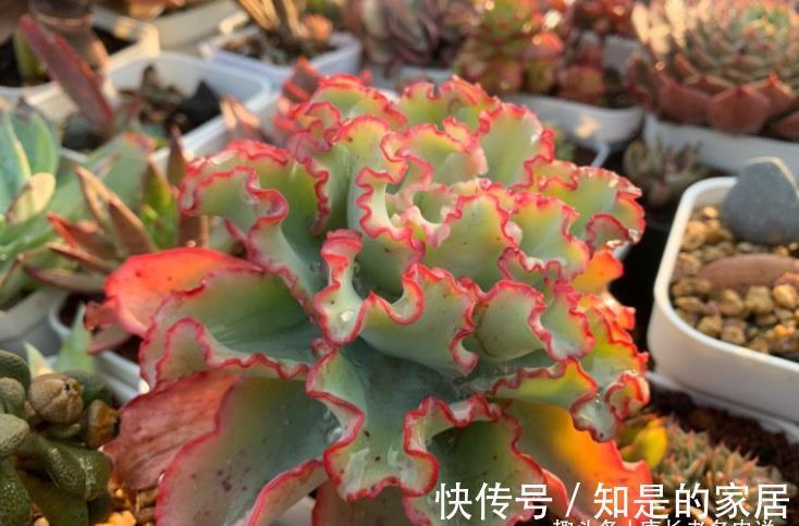 多肉|包菜类多肉大都皮粗肉糙,一些叶片宽大的品种夏天纯露养都没关系