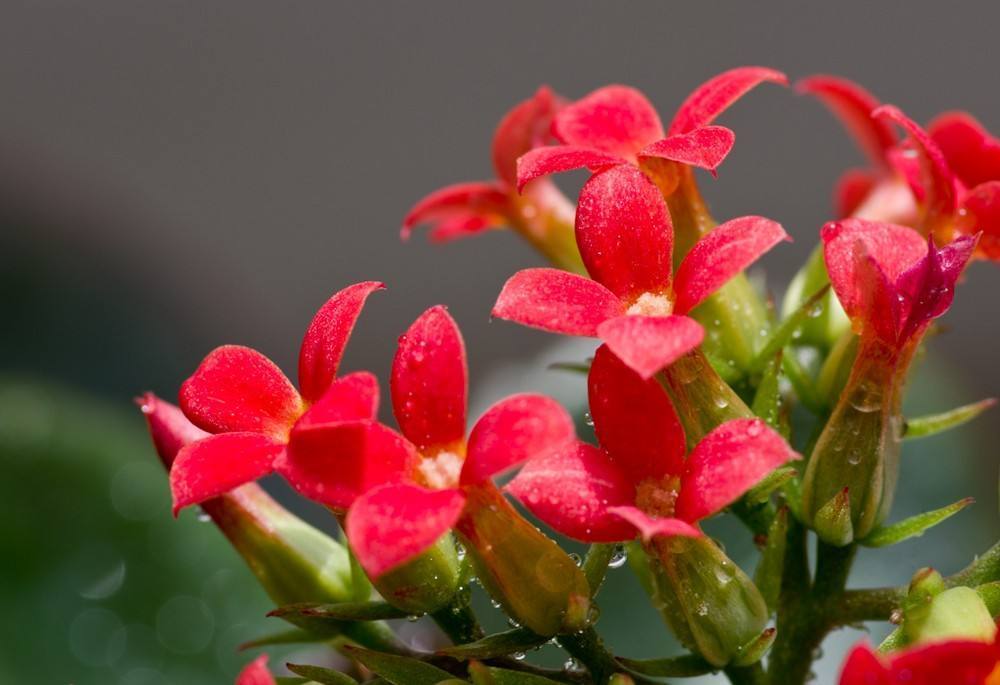 开完花的长寿花，适当给它“咔咔”剪几刀，长势更旺，很快又爆盆