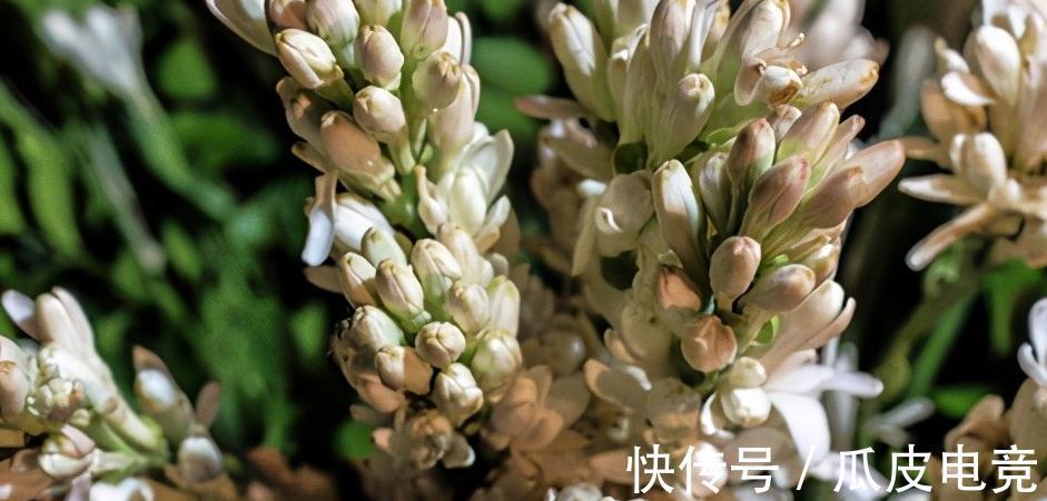 香玉|做到这6点,晚香玉浓香扑鼻