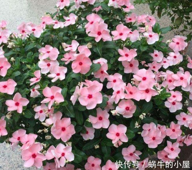 月季|此款花卉便宜又好养，花色艳丽，花瓣层层叠叠，一养就上瘾！